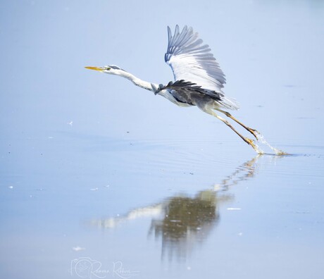 ‘Gewoon’ een blauwe reiger 