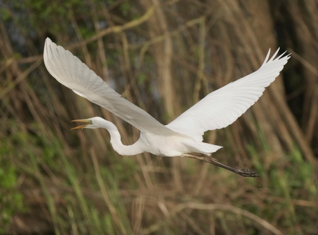 Witte reiger