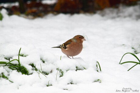 Vinkje in de Sneeuw❄️
