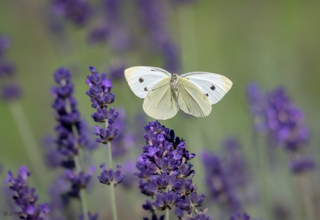 Float like a butterfly...