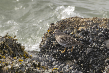 Paarse Strandloper