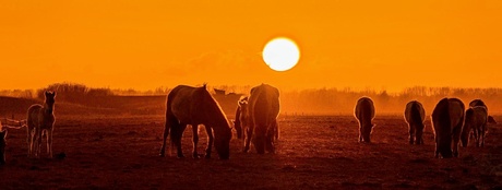 Konikpaarden in de avond