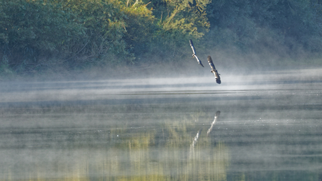 Reigers in de mist.