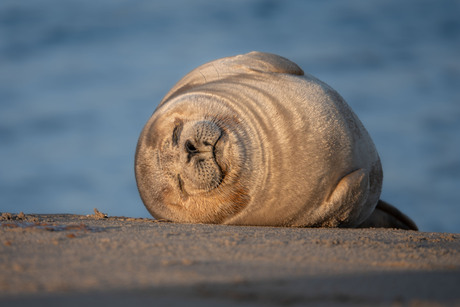 golden hour zeehond