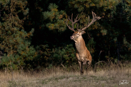 Bronstijd de Hoge Veluwe