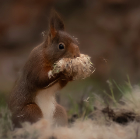 Eekhoorn bouwt een nest