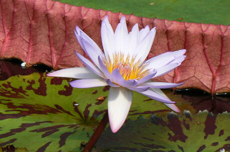 Waterlelie in Kew Gardens