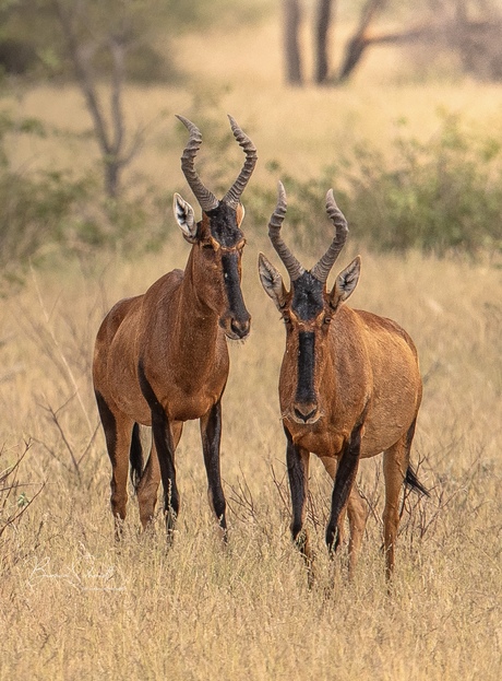 Hartenbeest