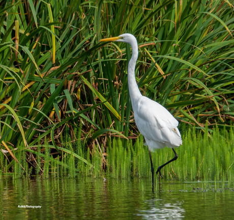 De grote zilverreiger.