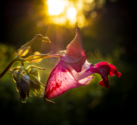 Reuzenbalsemien in de kijker