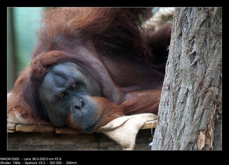 Orangotang