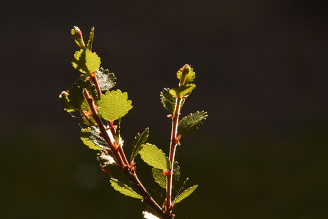 Een weinig bekende berk