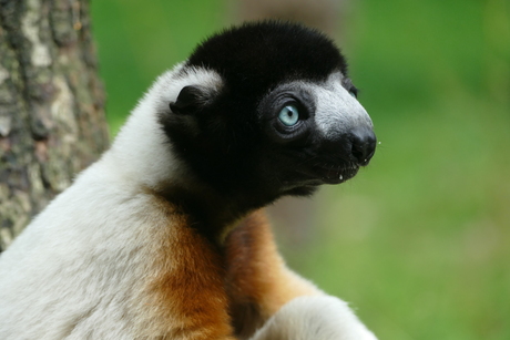 Sifaka