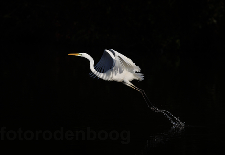 Groeten zilverreiger