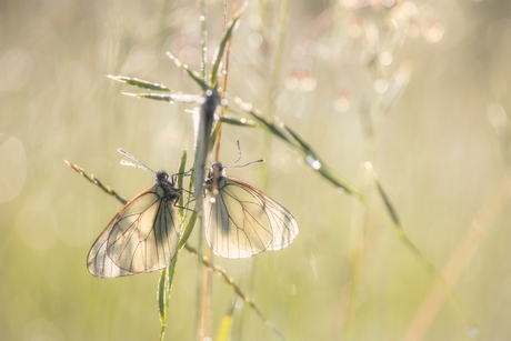 Groot geaderde witjes