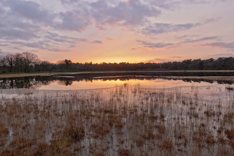 Stil in het Bos