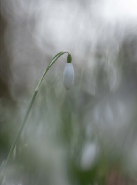Sneeuwklokje
