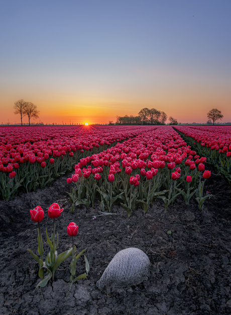 Het juiste tulpen moment