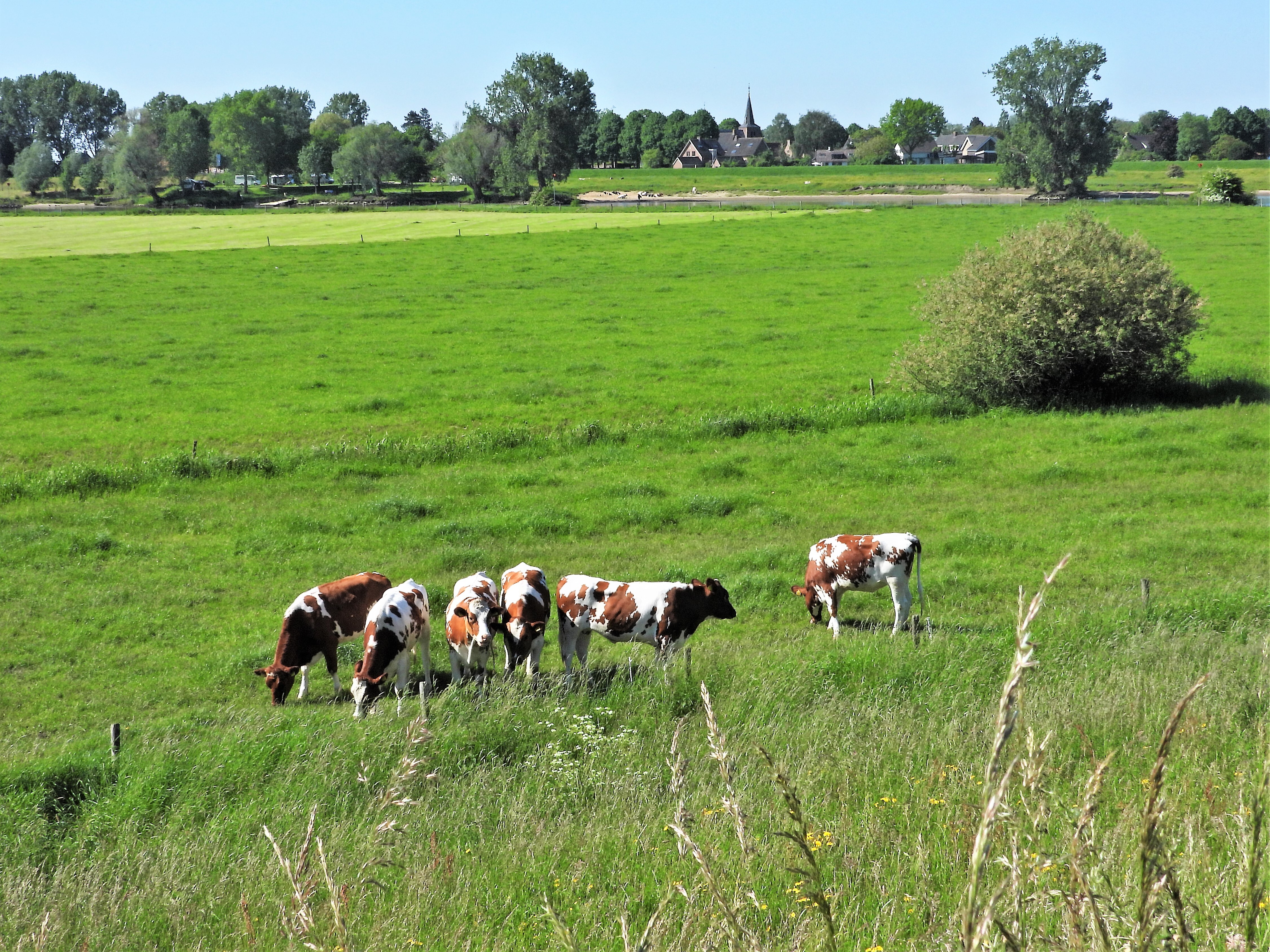 Fietsen op de dijken langs de Maas - foto van AnjaOosterwaal - Landschap -  Zoom.nl