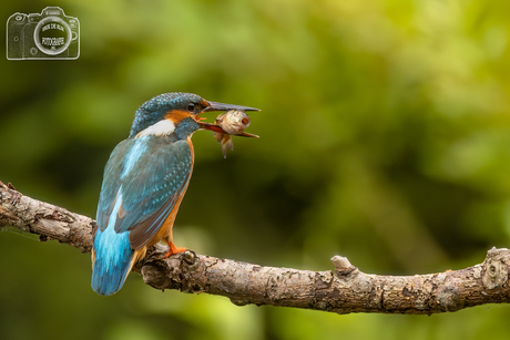 Ijsvogel met behoorlijke vis