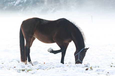 Sneeuw-paard!