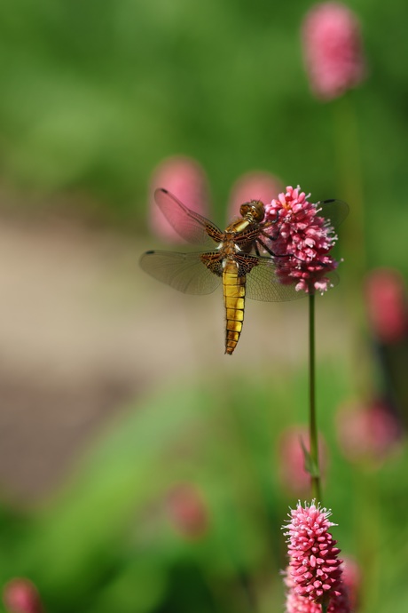 Gouden libelle