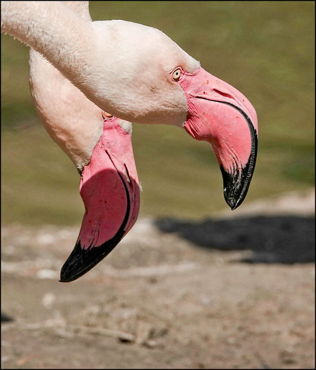 de achterste flamingo..........................