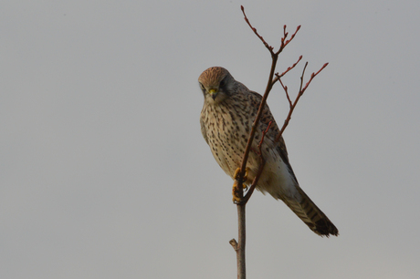 Torenvalk-Common Kestrel