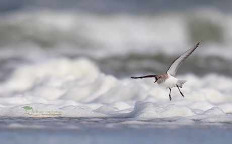Drieteenstrandloper