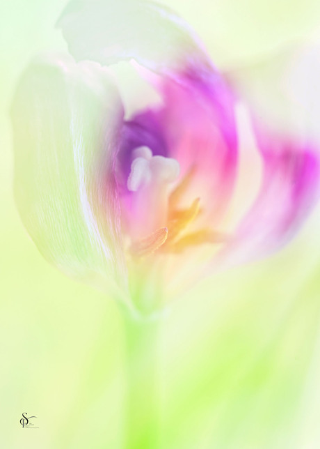 Meervoudige belichting... Tulp