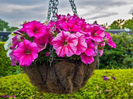 Petunia.