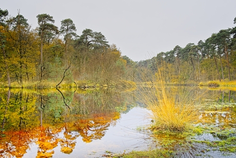 Oisterwijkse ven 