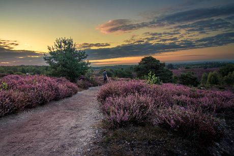 Heide bij zonsopgang