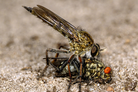 Roofvlieg met prooi