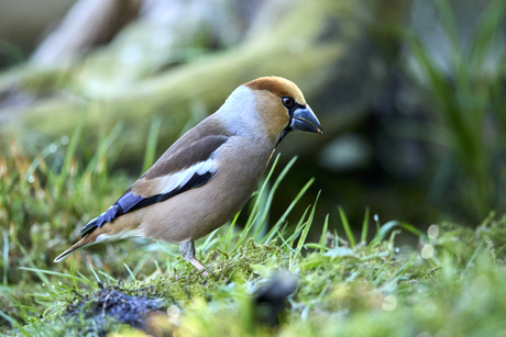 Appelvink