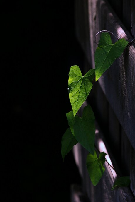 Feuilles.