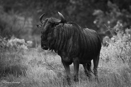 Wilde beest at Game reserve Mozambique 