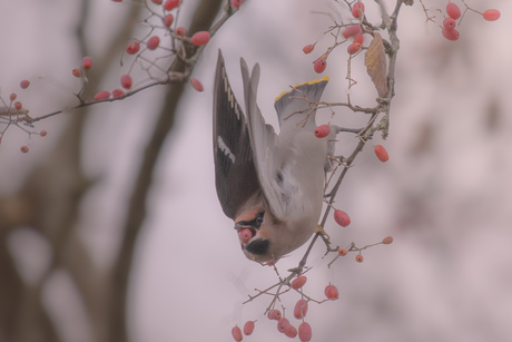 Wat een pestvogel