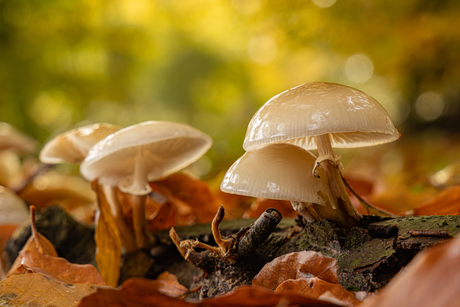 Porseleinzwammetjes...