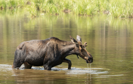 Eland