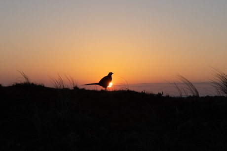 Zonsopkomst op Vlieland