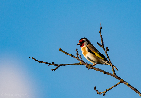 Puttertje in de avondzon