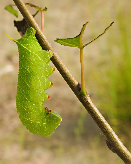 Populierenpijlstaart