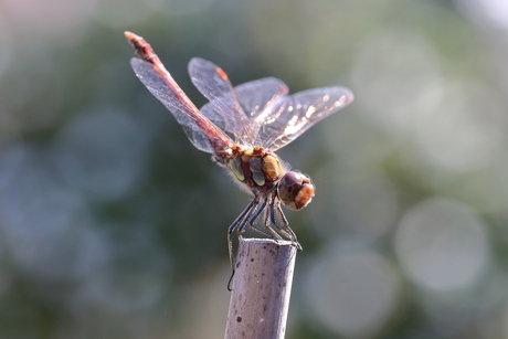 bruinrode heidelibel