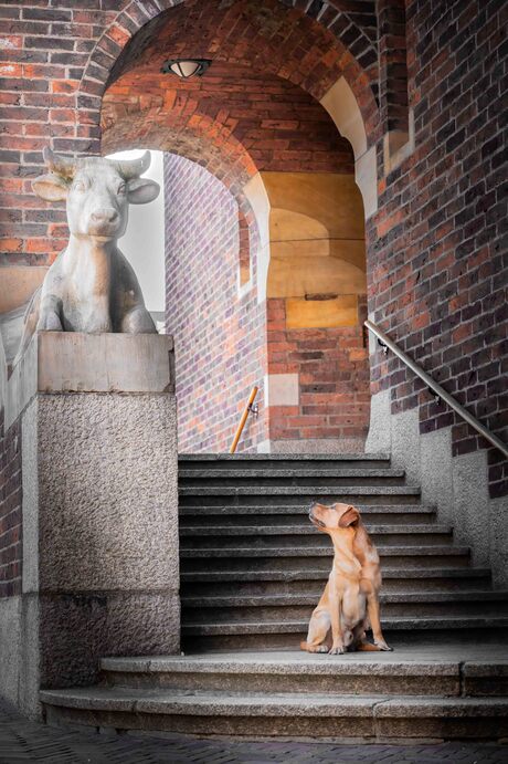 Hond in de stad