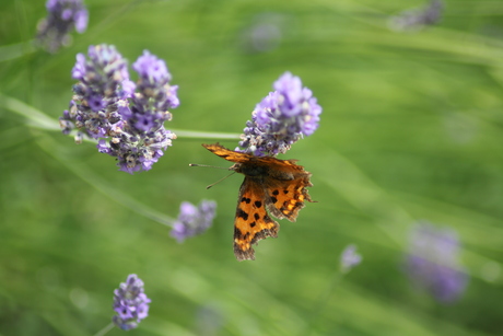 Gehakkelde aurelia vlinder op lavendel