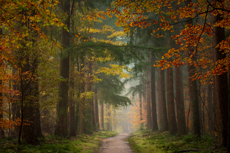 Bospad in de herfst