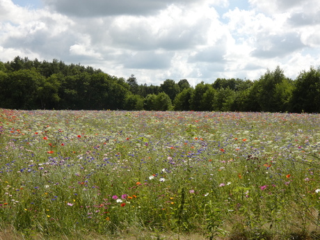 Insectenweide