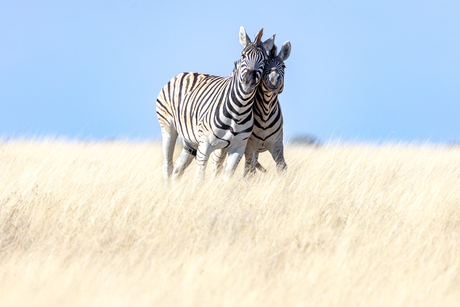 Zebra knuffel
