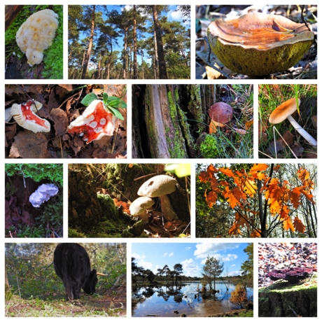 Rondje Natuurpoort Vresselse Bos